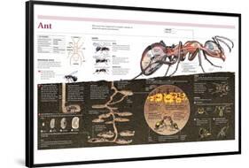 Infographic of the Ant, the Nest Construction and the Organization of an Ant Colony-null-Framed Poster