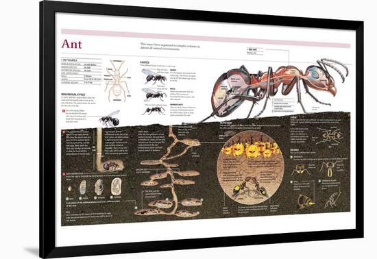 Infographic of the Ant, the Nest Construction and the Organization of an Ant Colony-null-Framed Poster