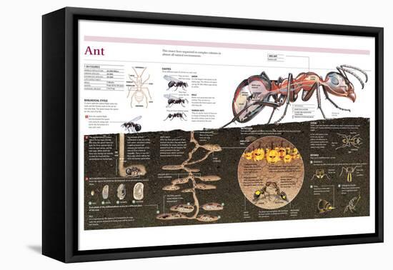 Infographic of the Ant, the Nest Construction and the Organization of an Ant Colony-null-Framed Stretched Canvas