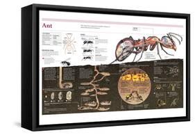 Infographic of the Ant, the Nest Construction and the Organization of an Ant Colony-null-Framed Stretched Canvas