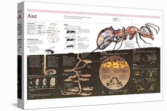 Infographic of the Ant, the Nest Construction and the Organization of an Ant Colony-null-Stretched Canvas