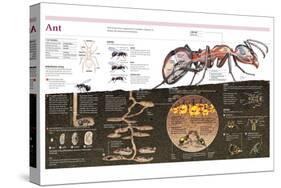 Infographic of the Ant, the Nest Construction and the Organization of an Ant Colony-null-Stretched Canvas