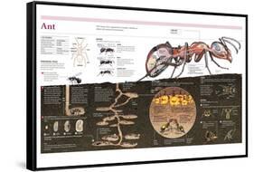 Infographic of the Ant, the Nest Construction and the Organization of an Ant Colony-null-Framed Stretched Canvas