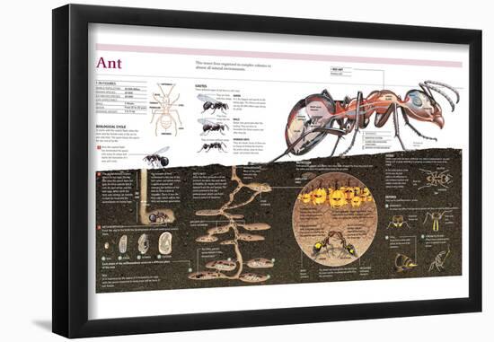 Infographic of the Ant, the Nest Construction and the Organization of an Ant Colony-null-Framed Poster
