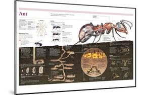 Infographic of the Ant, the Nest Construction and the Organization of an Ant Colony-null-Mounted Poster