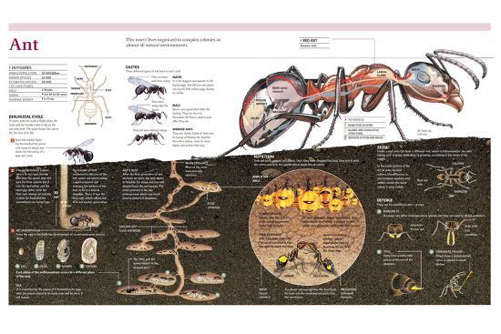 Poster, , large