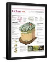 Infographic of the Classification of Lichens, its Composition, Formation and Habitat-null-Framed Poster