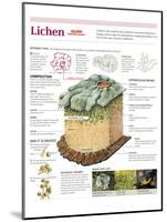 Infographic of the Classification of Lichens, its Composition, Formation and Habitat-null-Mounted Poster