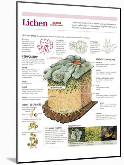 Infographic of the Classification of Lichens, its Composition, Formation and Habitat-null-Mounted Poster