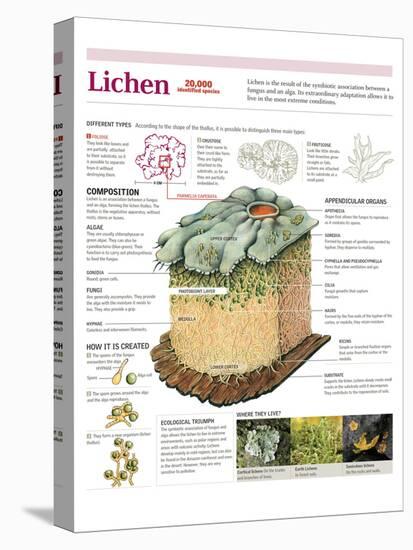 Infographic of the Classification of Lichens, its Composition, Formation and Habitat-null-Stretched Canvas