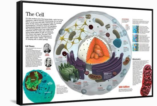 Infographic of the Composition of the Human Cell and the Principal Cell Theories-null-Framed Stretched Canvas