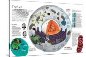 Infographic of the Composition of the Human Cell and the Principal Cell Theories-null-Stretched Canvas