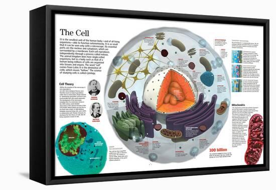 Infographic of the Composition of the Human Cell and the Principal Cell Theories-null-Framed Stretched Canvas