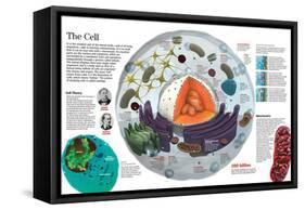 Infographic of the Composition of the Human Cell and the Principal Cell Theories-null-Framed Stretched Canvas