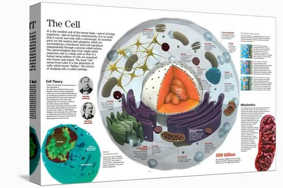 Infographic of the Composition of the Human Cell and the Principal Cell Theories-null-Stretched Canvas