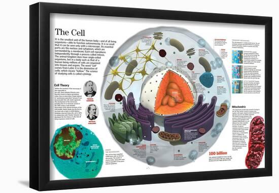 Infographic of the Composition of the Human Cell and the Principal Cell Theories-null-Framed Poster