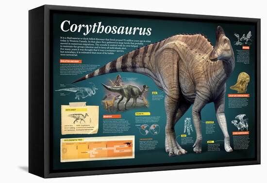 Infographic of the Corythosaurus, an Hadrosaurus That Lived During the Late Cretaceous Period-null-Framed Stretched Canvas