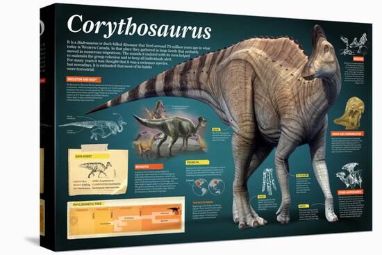 Infographic of the Corythosaurus, an Hadrosaurus That Lived During the Late Cretaceous Period-null-Stretched Canvas