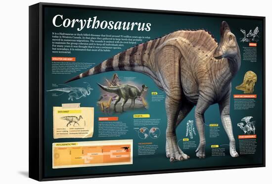 Infographic of the Corythosaurus, an Hadrosaurus That Lived During the Late Cretaceous Period-null-Framed Stretched Canvas