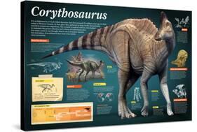 Infographic of the Corythosaurus, an Hadrosaurus That Lived During the Late Cretaceous Period-null-Stretched Canvas