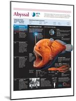 Infographic of the Fauna of the Abyssal Trenches, with a Particular Focus on Flashlight Fish-null-Mounted Poster