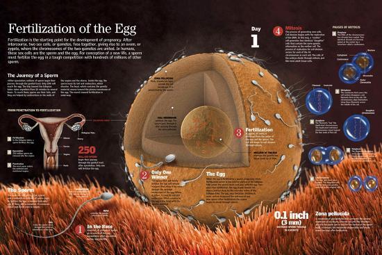 'Infographic of the Fertilization of the Ovum,The Formation of the ...