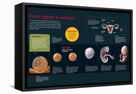 Infographic of the Fertilization Process and the Development of the Zygote Until Two Months Old-null-Framed Stretched Canvas