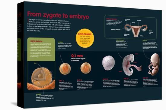 Infographic of the Fertilization Process and the Development of the Zygote Until Two Months Old-null-Stretched Canvas