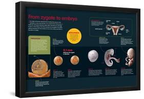 Infographic of the Fertilization Process and the Development of the Zygote Until Two Months Old-null-Framed Poster