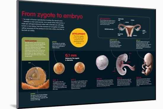 Infographic of the Fertilization Process and the Development of the Zygote Until Two Months Old-null-Mounted Poster