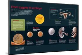 Infographic of the Fertilization Process and the Development of the Zygote Until Two Months Old-null-Mounted Poster