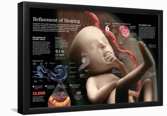 Infographic of the Fetus in the Sixth Month of Pregnancy, When its Hearing Reaches Full Development-null-Framed Poster