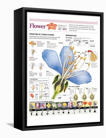 Infographic of the Flower Parts and their Classification. Pollination and Seed Formation-null-Framed Stretched Canvas