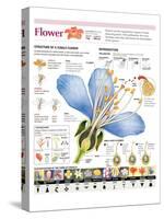 Infographic of the Flower Parts and their Classification. Pollination and Seed Formation-null-Stretched Canvas