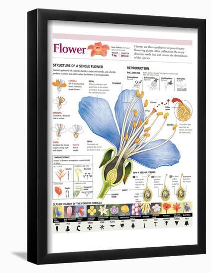 Infographic of the Flower Parts and their Classification. Pollination and Seed Formation-null-Framed Poster
