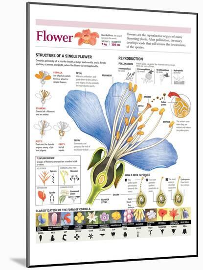 Infographic of the Flower Parts and their Classification. Pollination and Seed Formation-null-Mounted Poster