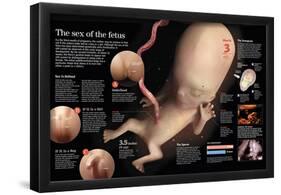 Infographic of the Genital Development of the Fetus after 3 Month, the Sex of the Fetus-null-Framed Poster