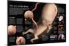 Infographic of the Genital Development of the Fetus after 3 Month, the Sex of the Fetus-null-Mounted Poster