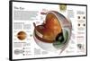 Infographic of the Parts of the Human Eye, their Function and the Most Common Eye Defects-null-Framed Poster