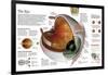 Infographic of the Parts of the Human Eye, their Function and the Most Common Eye Defects-null-Framed Poster