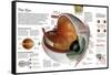 Infographic of the Parts of the Human Eye, their Function and the Most Common Eye Defects-null-Framed Stretched Canvas