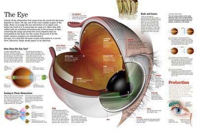 'Infographic of the Parts of the Human Eye, their Function and the Most