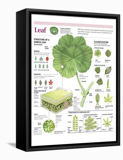 Infographic of the Parts of the Leaf, Classification and Gas Exchange with the Atmosphere-null-Framed Stretched Canvas