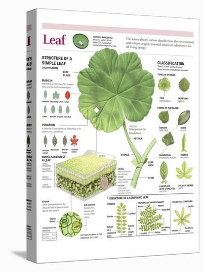 Infographic of the Parts of the Leaf, Classification and Gas Exchange with the Atmosphere-null-Stretched Canvas