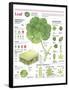 Infographic of the Parts of the Leaf, Classification and Gas Exchange with the Atmosphere-null-Framed Poster