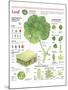 Infographic of the Parts of the Leaf, Classification and Gas Exchange with the Atmosphere-null-Mounted Poster