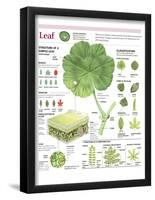 Infographic of the Parts of the Leaf, Classification and Gas Exchange with the Atmosphere-null-Framed Poster