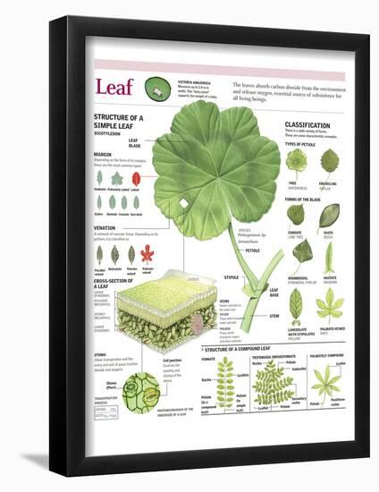 Infographic of the Parts of the Leaf, Classification and Gas Exchange with the Atmosphere-null-Framed Poster