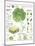 Infographic of the Parts of the Leaf, Classification and Gas Exchange with the Atmosphere-null-Mounted Poster