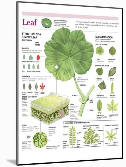 Infographic of the Parts of the Leaf, Classification and Gas Exchange with the Atmosphere-null-Mounted Poster